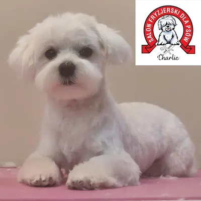 Salon Fryzjerski dla Psów "Charlie"